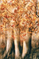 Sfocatura della foresta in autunno dorato