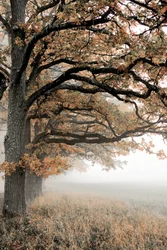 Nebbia dorata d
