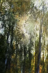 Luce della foresta dorata