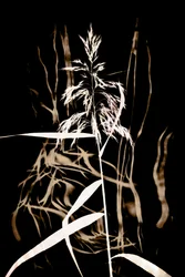 Graziosa canna sul nero