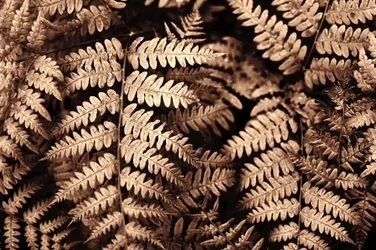 Intricate felci color seppia