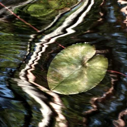 Riflessi sulle ninfee