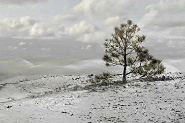 Paesaggio con un unico albero invernale