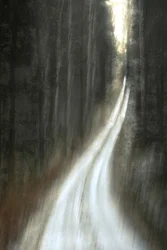 Sentiero luminoso nella foresta