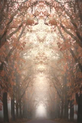 Viale autunnale nella nebbia