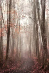 Sentiero nella foresta autunnale avvolta dalla nebbia