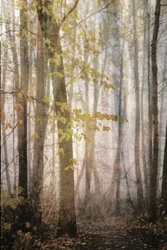 Sentiero autunnale nella nebbia