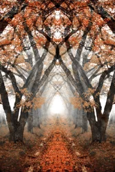 Sentiero autunnale nella nebbia