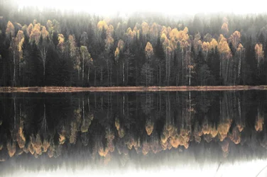 Riflesso autunnale nella nebbia