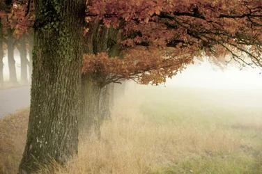 Alberi autunnali avvolti nella nebbia