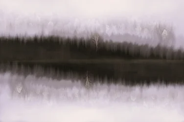 Riflesso nella betulla avvolta dalla nebbia