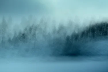 Foresta blu nebbiosa