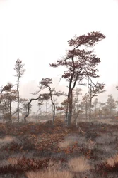 Alberi di palude nella nebbia