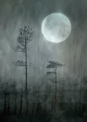 La foresta di Misty Moon