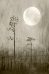 Luna nebbiosa sulla palude