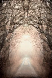 Il sentiero nebbioso verso la luce