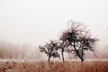 Alberi invernali avvolti nella nebbia