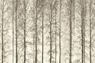 Alberi invernali monocromatici