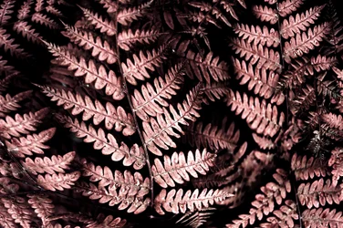 Felci rosa malinconiche