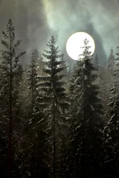 Foresta invernale al chiaro di luna