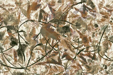 Fogliame della foresta dai colori tenui