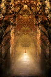 Il tunnel della foresta mistica