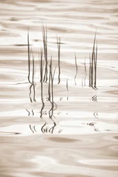 Riflessi sereni sull