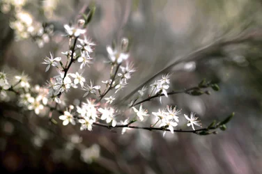 Fiori di prugnolo