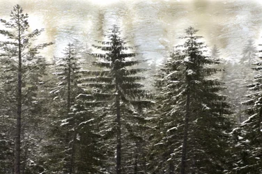Foresta invernale innevata