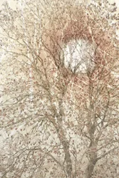 Albero autunnale dai colori tenui