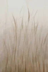 Erba beige chiaro
