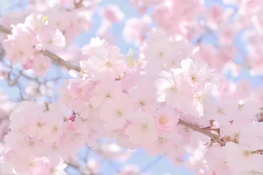 Fiori di ciliegio rosa tenue