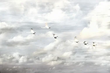 Cigni in volo