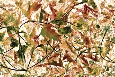 Fogliame autunnale intrecciato