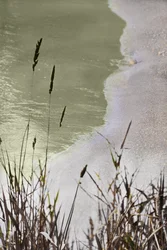 Erba tranquilla in riva al mare