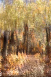 Sentiero autunnale nella foresta dai colori vivaci