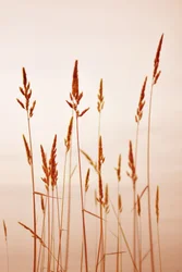 Caldi Golden Reeds
