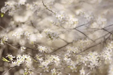 Fiori bianchi di primavera