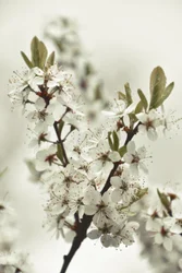 Fiori bianchi di primavera