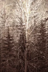 Luce nella foresta invernale