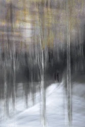 Passeggiata nella foresta invernale