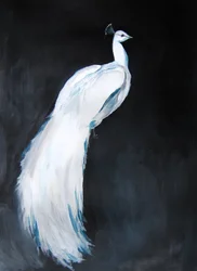 Elegante pavone bianco