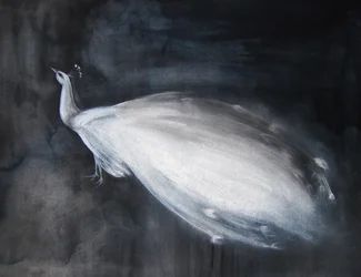 Etéreo pavone bianco