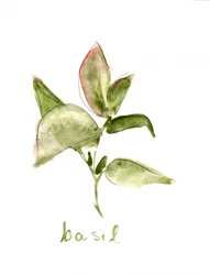 Pianta di basilico fresco