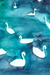 Graziosi cigni sull’acqua