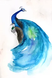 Maestoso pavone blu