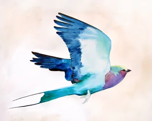 Uccello dai colori vivaci in volo