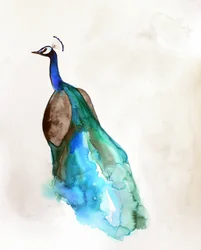 Vivace pavone blu