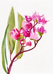 Fiori rosa dai colori vivaci