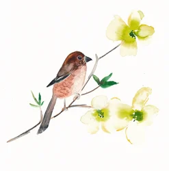 Uccelli e fiori ad acquerello